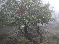 fugio Saletti-20101010 087